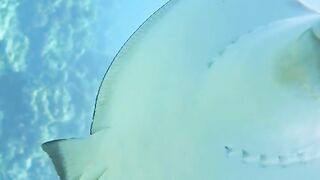 Beautiful fish | part 73