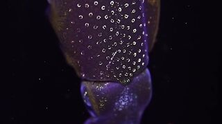 Beautiful fish | part 74
