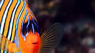 Beautiful fish | part 75