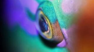 Beautiful fish | part 76