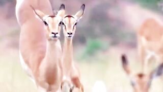 Amazing jump