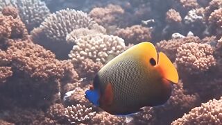 Beautiful fish | part 77