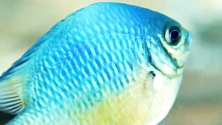 Beautiful fish | part 78