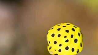 Beautiful fish | part 79