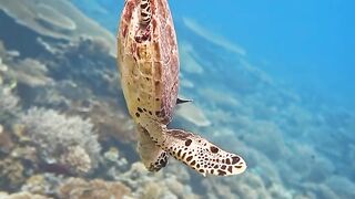 Beautiful fish | part 80