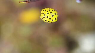 Beautiful fish | part 81