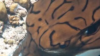 Beautiful fish | part 82