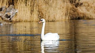 #goose