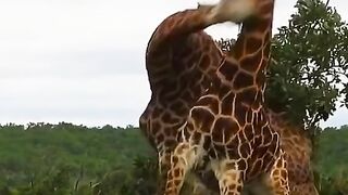 The giraffe knocks down the opponent
