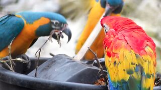 #Macaws their natural habitat