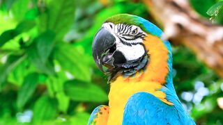 #beautiful yellow macaw