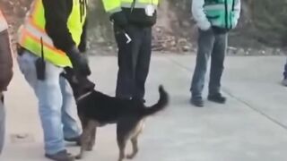 Funny dogs 4