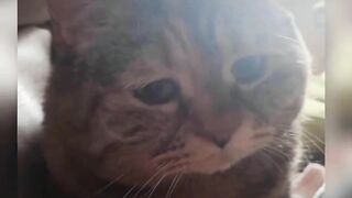 Cute animals