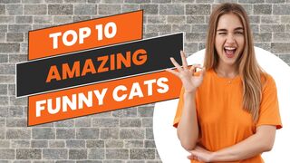 The Amazing funny Cute Cat's and Dog