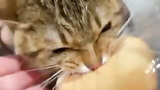 He is a cheetah who loves to eat