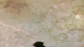 Beautiful birds used to mention Allah