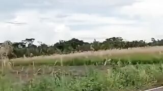 BUAYA DARAT