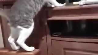 KUCING PINTAR