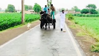 Gao ke funny video trending videos ##