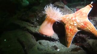 SEA ANIMAL