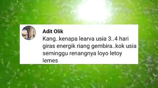 Larva lele umur 4 hari berenang gesit lincah, tapi umur 1 Minggu berenang lemas dan loyo