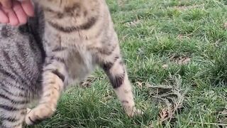 Angry Pregnant Cat Threatens to Bite Me.