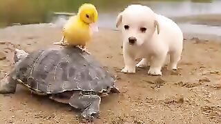 Chekin and dog