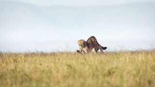 animal video#khan
