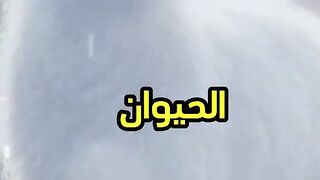 هل تعلم ان النعجة
