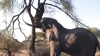 animal video