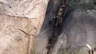 animal video