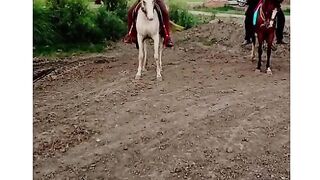 Horse ???????? video