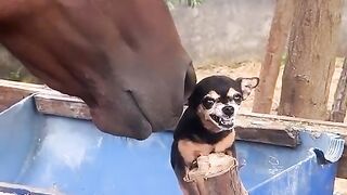 Funnydogs