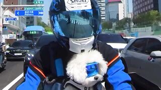 Funnydogs