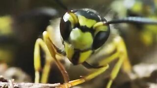 Giant Hornet Drink Revealed
