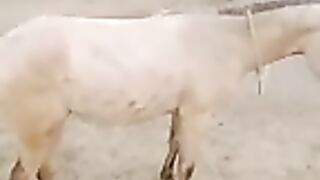 Horse video