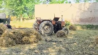 Wheat punjab pakistan videos #culture video punjab wheat culture video