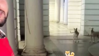 Dog funny moments ????????????????