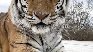 ANIMAL VIRAL