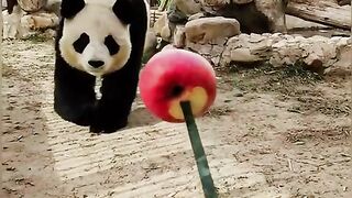 ANIMAL VIRAL