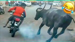 Funny videos compilation pranks amazing