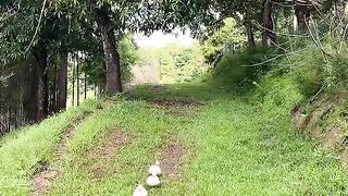 ANIMAL VIRAL