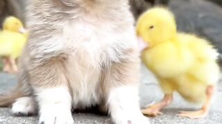 ANIMAL VIRAL