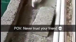 Never Trust Ur Friend Movie Scene Meme Fun Cat_