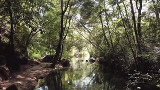 Forest stream in the sunlight - adalinetv