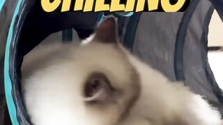 I kicked my sisters cat prank ????