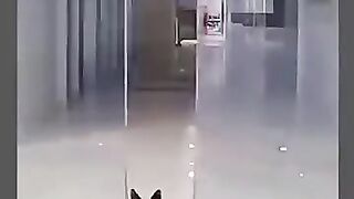 Cat stuck in door ????????????