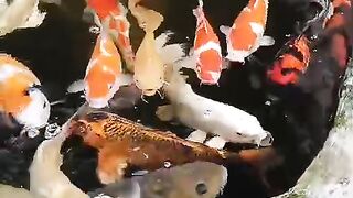 Koi tank