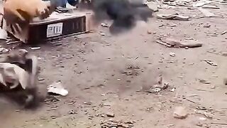 Murghi ko big chhipkali war gu