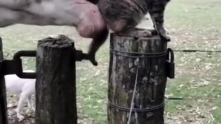 #funny #cat #dog #animals ith sci (60)